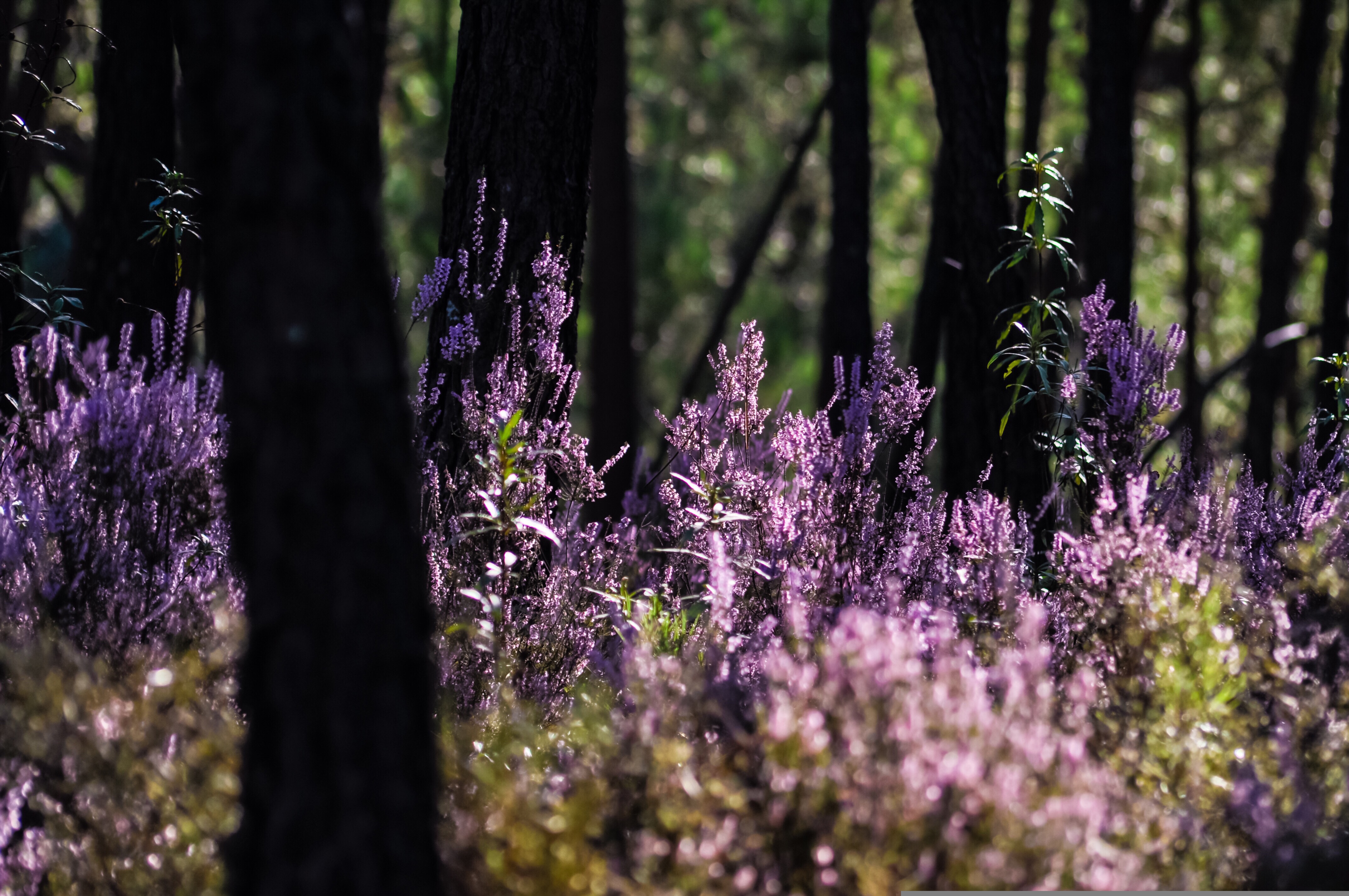 Forest trees surrounded by field of Heather